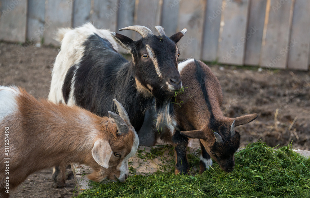 Goat and Donkey at evening feeding Goat and Donkey at evening feeding