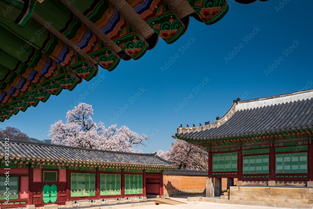 Jagyeongjeon in Gyeongbokgung Palace with Cherry blossoms, Seoul, South Korea.