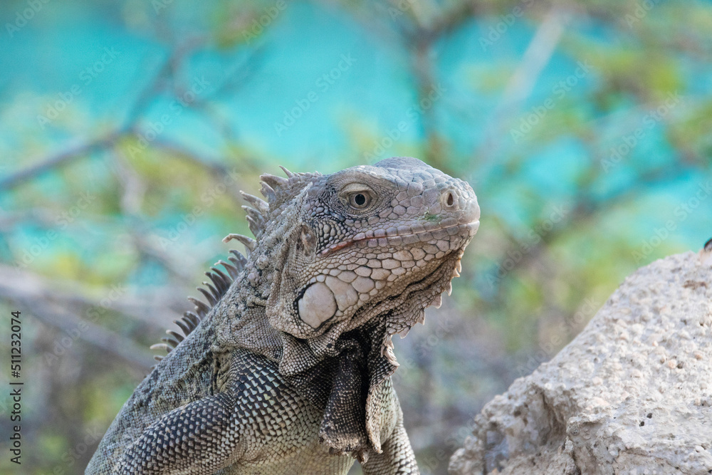 Naklejka premium island land iguana