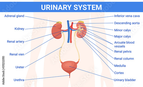Human Urinary System Infographics
