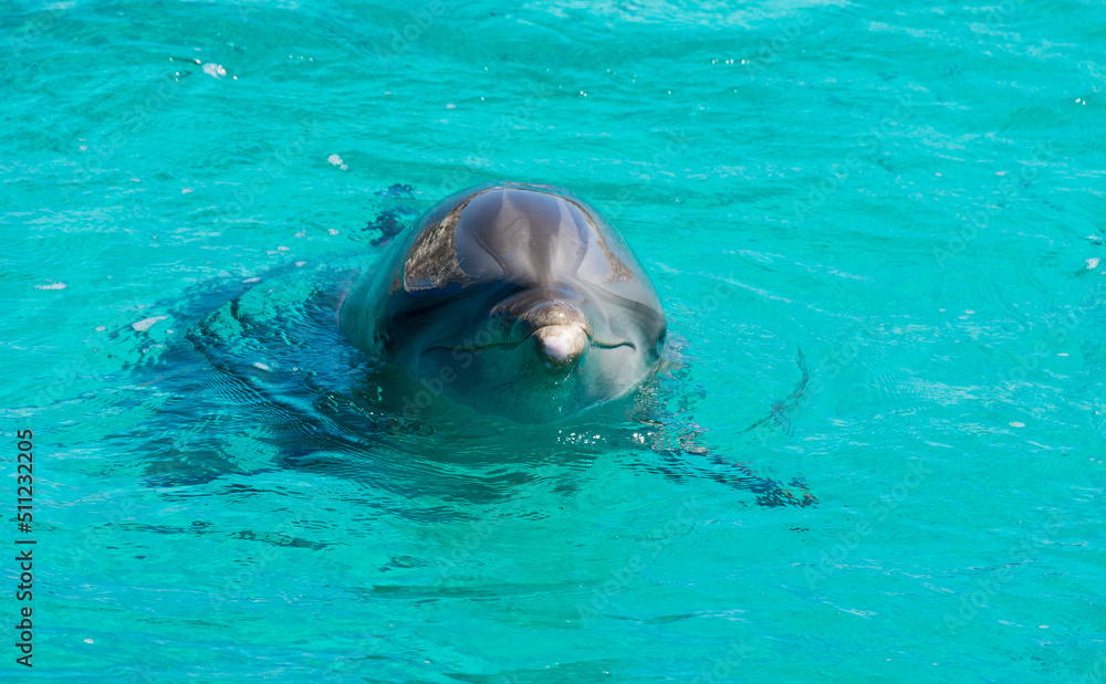Fototapeta premium person in the pool