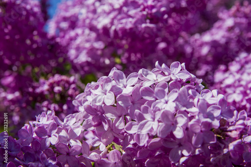 Close-Up of big purple, pink, blue, white lilac branch blooms on blurred background. Summer time bouquet of tender tiny flowers. Soft selective focus on delicate natural flowers on spring green bush