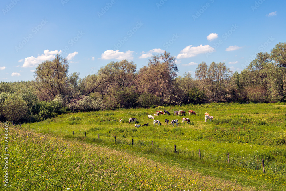 Fototapeta premium Picturesque Dutch landscape with cows grazing in the floodplains of the river Waal. The photo was taken from the Waaldijk near the Gelderland village of Nieuwaal, municipality of Zaltbommel.