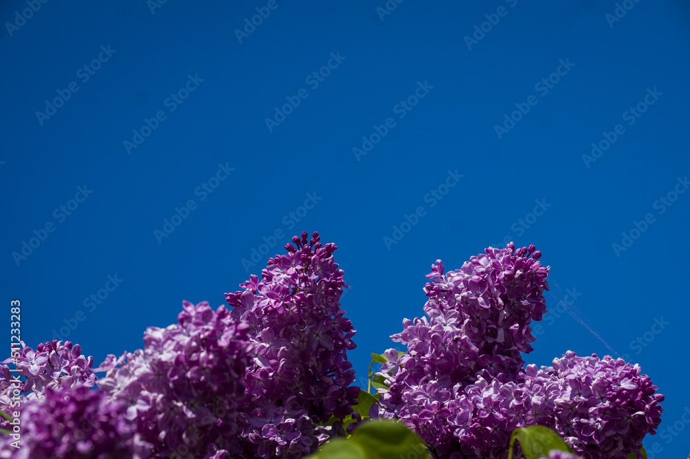 Close-Up of big purple, pink, blue, white lilac branch blooms on blurred background. Summer time bouquet of tender tiny flowers. Soft selective focus on delicate natural flowers on spring green bush Close-Up of big purple, pink, blue, white lilac branch blooms on blurred background. Summer time bouquet of tender tiny flowers. Soft selective focus on delicate natural flowers on spring green bush