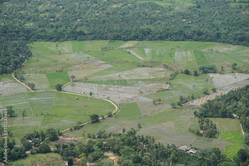 view of paddy fields from above