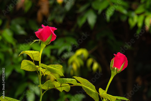 Two red rose buds begin to flower against green foliage.