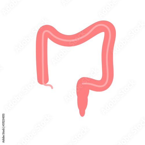 Human intestine vector. Human internal organ, digestive tract. Large intestine illustration.