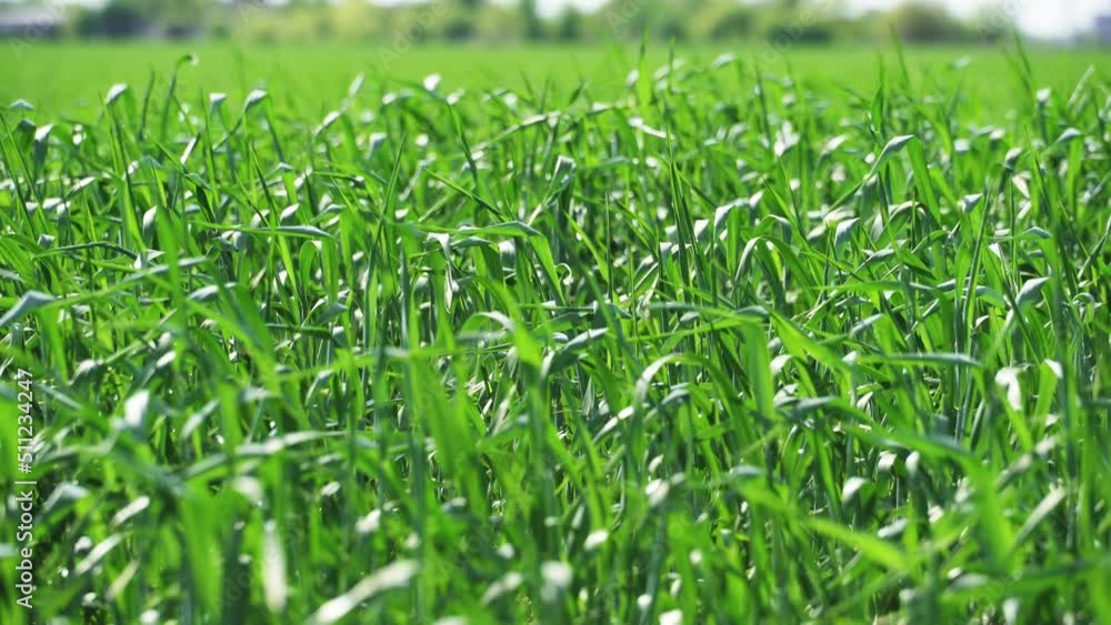 closeup of agricultural field with young green wheat sprouts, bright spring landscape on a sunny day
closeup of agricultural field with young green wheat sprouts, bright spring landscape on a sunny day