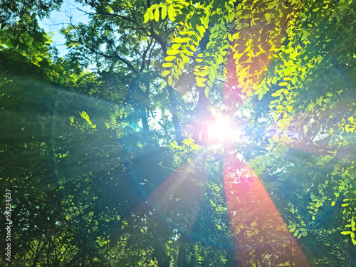 Upward glance to sun rays shines through forest trees. Scattered sunlight that filters through green leaves. Sunny summer nature background with sunshine radiant bokeh. Japanese Komorebi concept