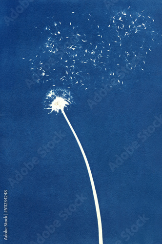 Sun-printing or cyanotype process. 
Skeleton flower cyanotype photo