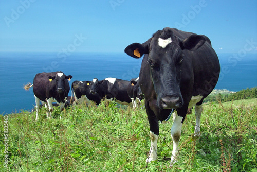 Annoyed cow on a green pasture with the ocean on the background
