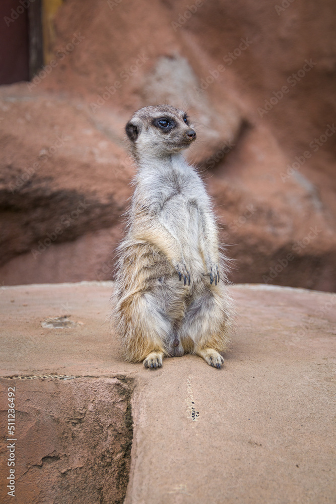 Fototapeta premium Animals in the mini zoo