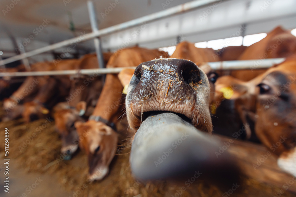 Portrait smile Jersey cow shows tongue sunset light. Concept funny pictures of animals Portrait smile Jersey cow shows tongue sunset light. Concept funny pictures of animals