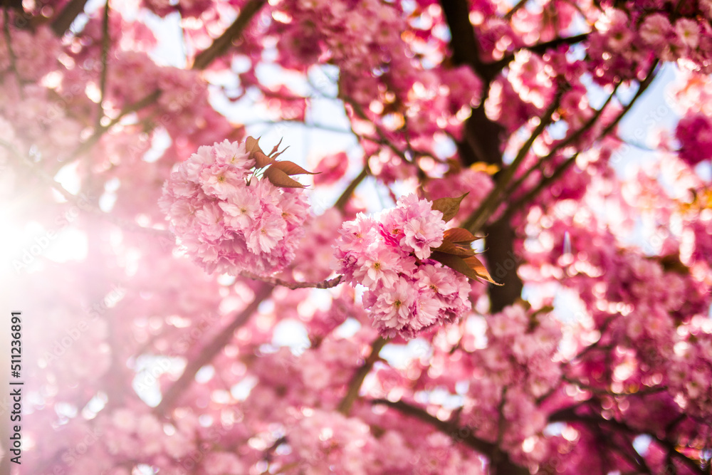 Blooming Japanese apricot.