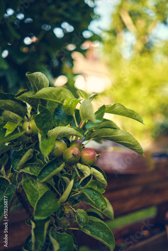 Small Apples on young Apple tree. High quality photo photo