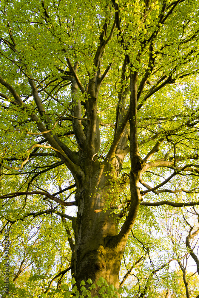 Fototapeta premium tree in the park