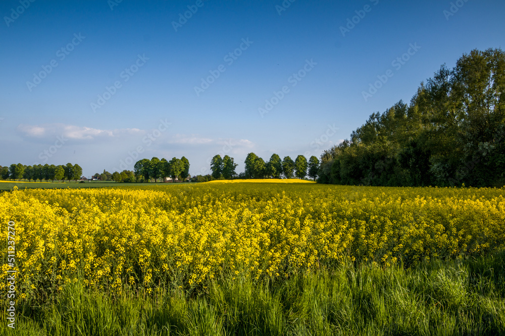 Blooming rapeseed in the fields