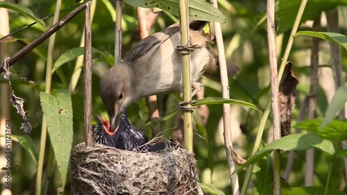 Eurasian Reed Warbler (Acrocephalus scirpaceus) feeding gray cuckoo chick (Cuculus canorus) in nest. photo