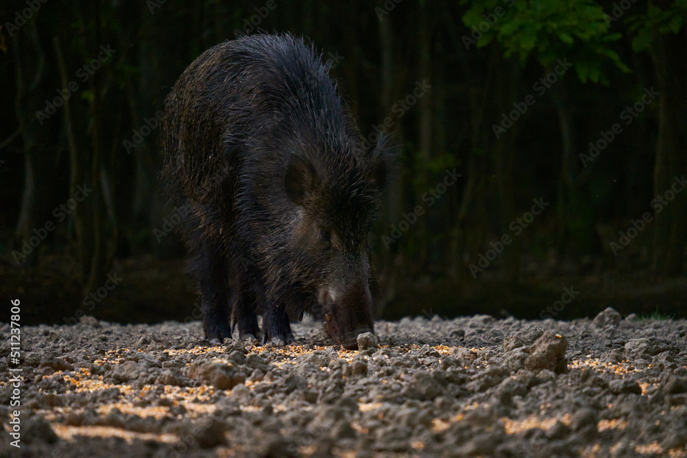 Wild hog female in the forest Wild hog female in the forest