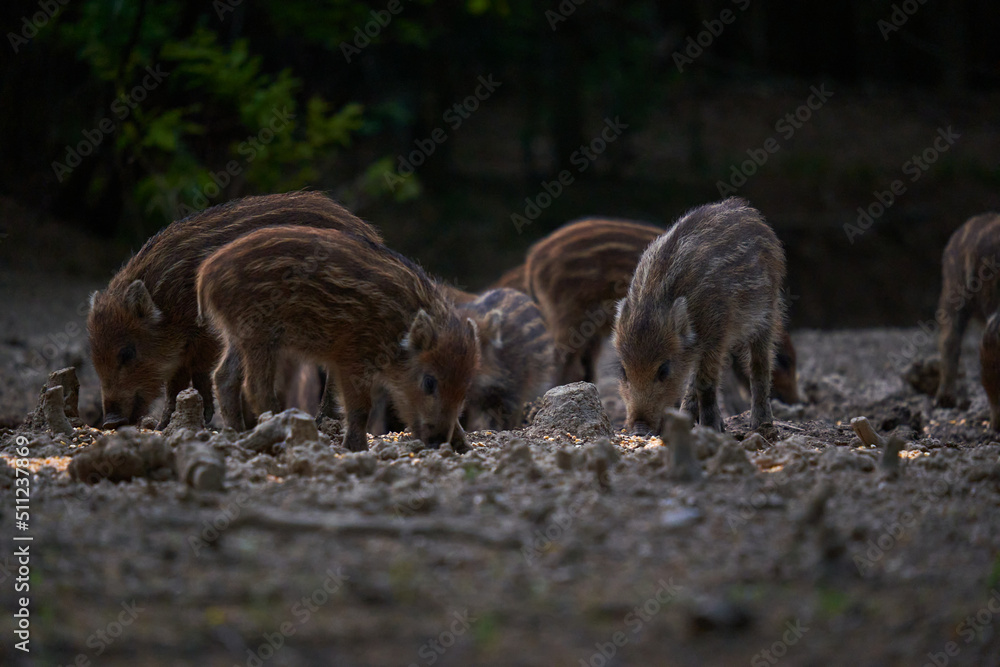 Wild hog herd in the forest Wild hog herd in the forest