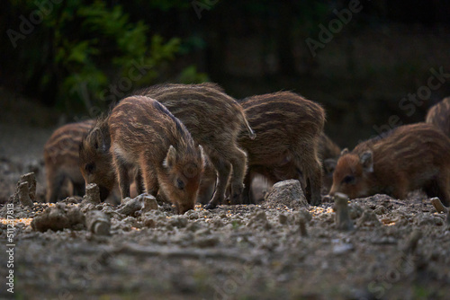 Wild hog herd in the forest