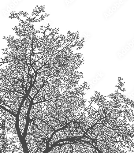 Silhouette of tree branches on a white background. Realistic black and white illustration of elm branches.