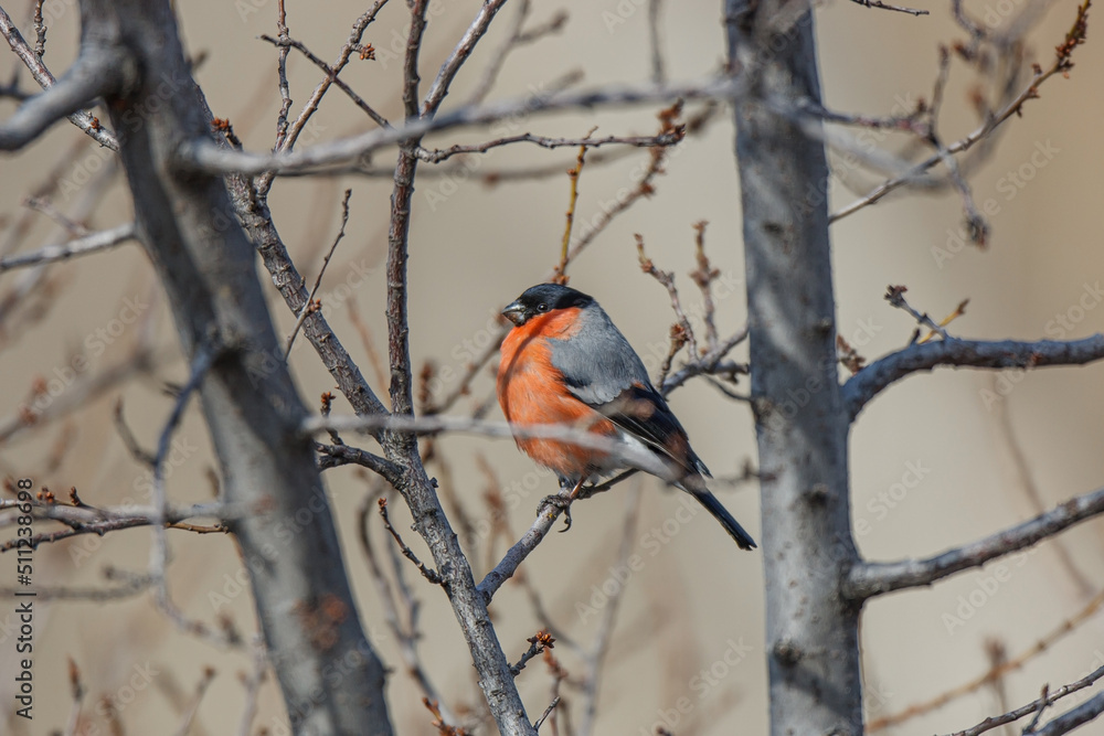 Eurasian Bullfinch (Pyrrhula pyrrhula) perched on a tree branch Eurasian Bullfinch (Pyrrhula pyrrhula) perched on a tree branch