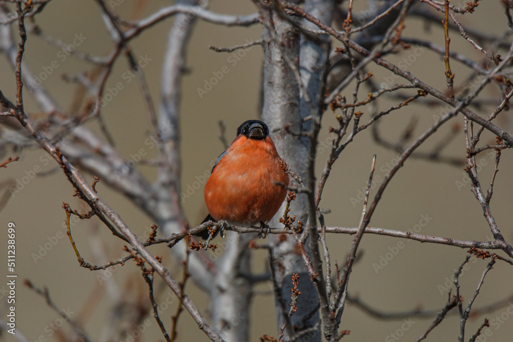 Eurasian Bullfinch (Pyrrhula pyrrhula) perched on a tree branch Eurasian Bullfinch (Pyrrhula pyrrhula) perched on a tree branch
