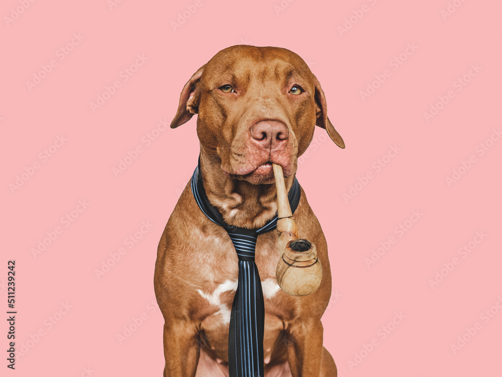 Lovable, pretty brown dog, smoking pipe and smoking pipe. Close-up, indoors. Isolated background. Pets care concept