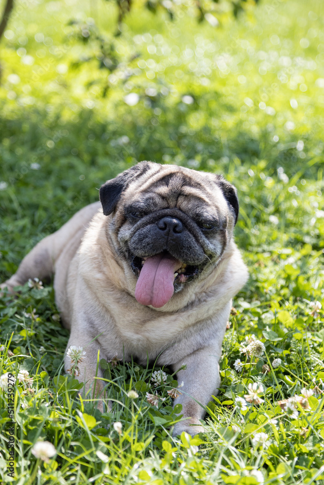Fototapeta premium A pug sits on a meadow and watches the area