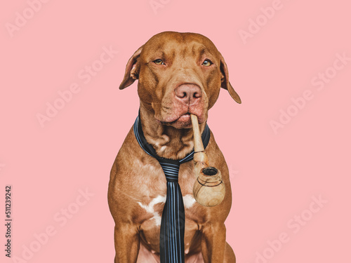 Lovable, pretty brown dog, smoking pipe and smoking pipe. Close-up, indoors. Isolated background. Pets care concept