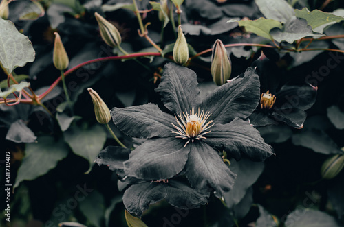 Beautiful background of black clematis flowers. Wonderful natural background. Black flowers photo
