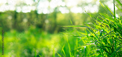 Blurry meadow and wet green grass in the bright sunwith bokeh, copy space