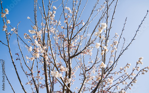 Blooming cherry blossom with light blue color background. sign of spring. selective focus