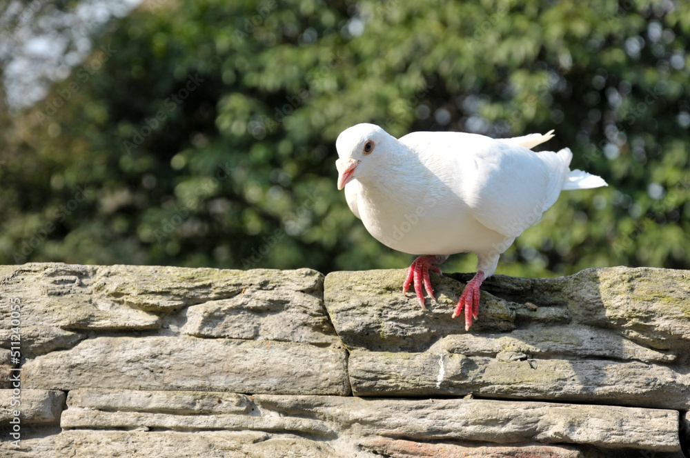 Obraz premium white dove on a rock