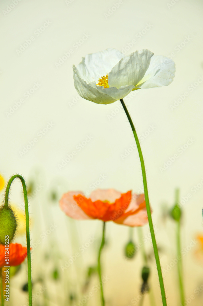 Obraz premium blossoming poppy flower 