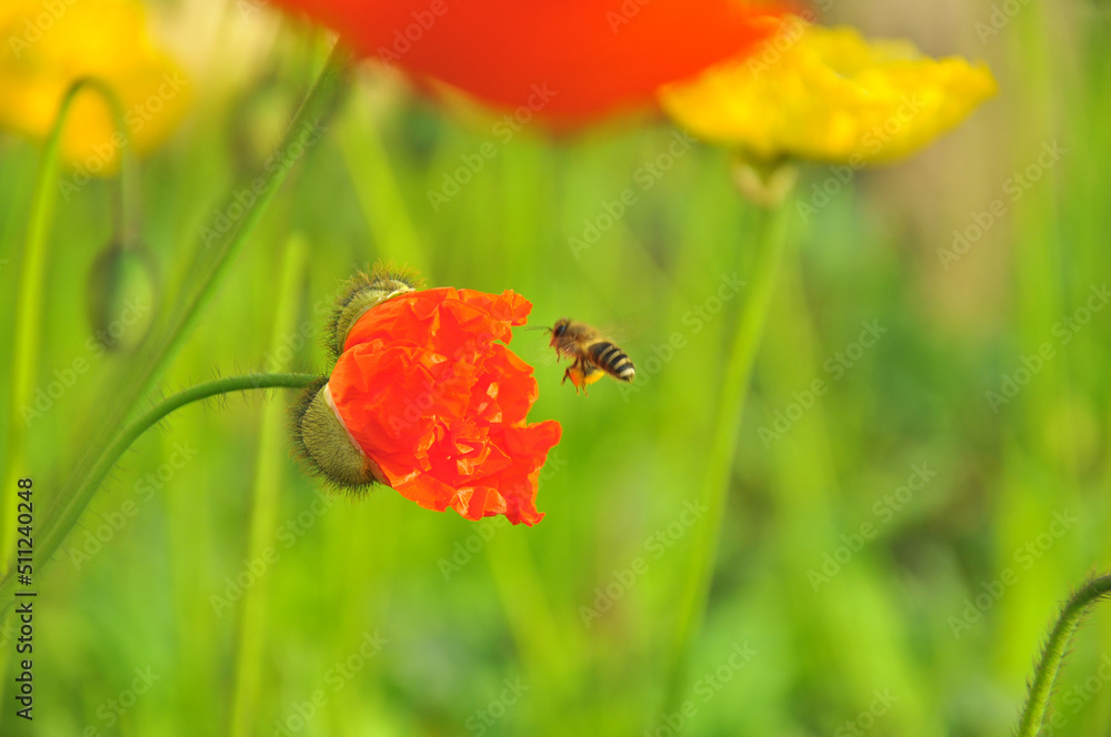 Fototapeta premium blossoming poppy flower 