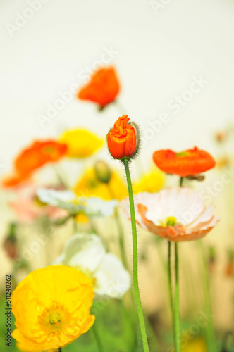 blossoming poppy flower 