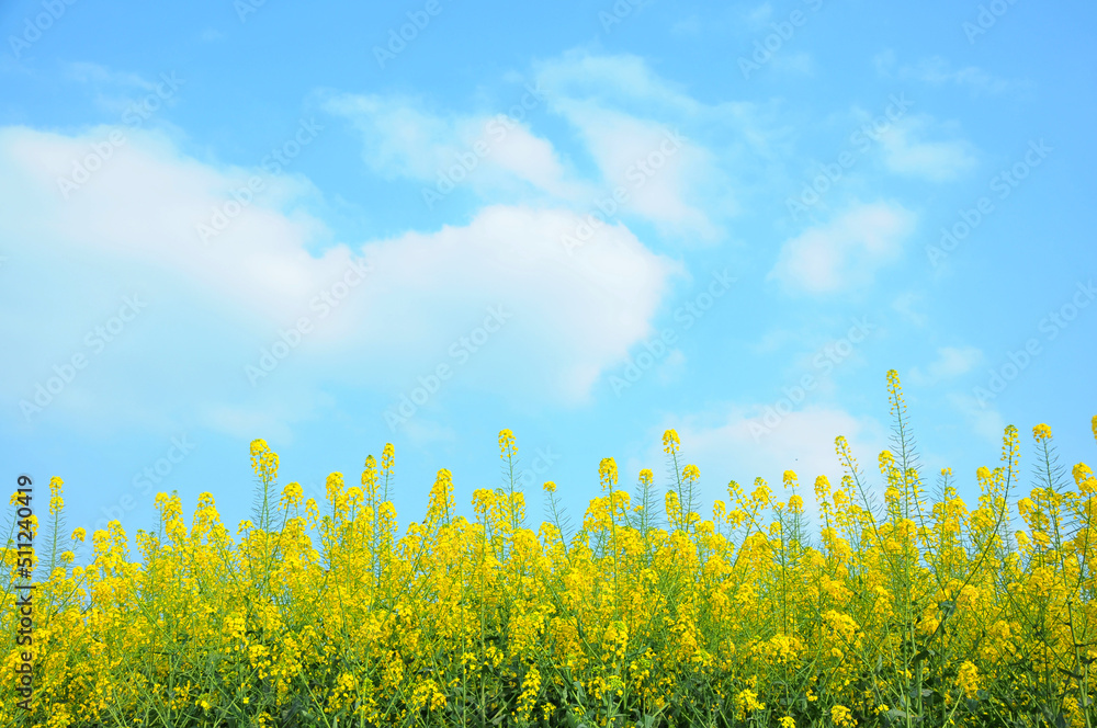 Obraz premium field of yellow rapeseed