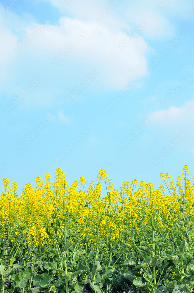 Fototapeta premium field of yellow rapeseed