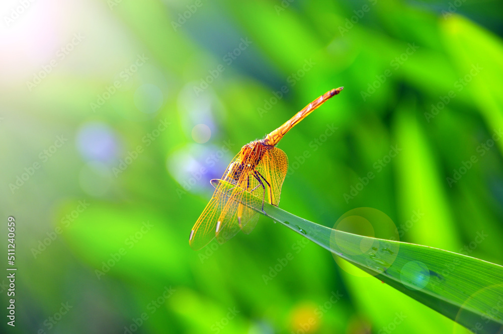 dragonfly on a green leaf 