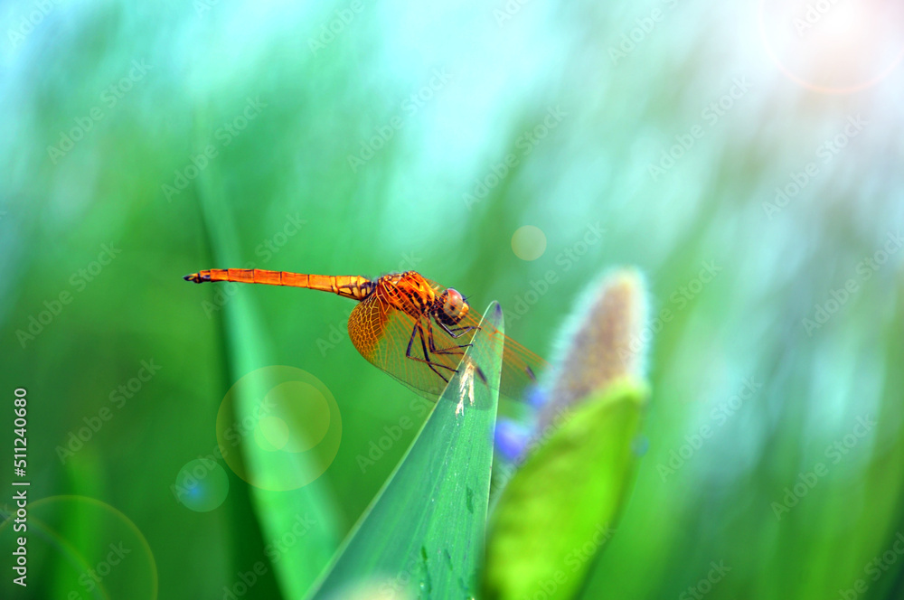 Naklejka premium dragonfly on a green leaf 