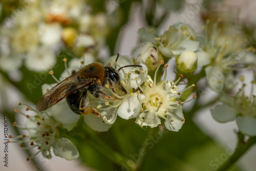 Bee on rowan flowers. Macro © Svetlana