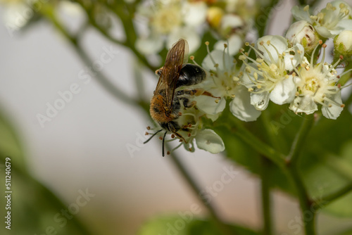 Bee on rowan flowers. Macro