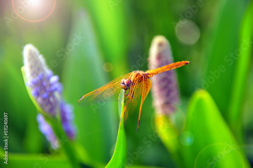 dragonfly on a green leaf  © 曹宇
