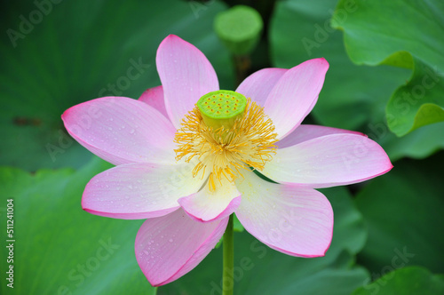 Blossoming lotus flower