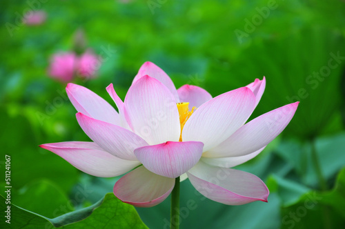 Blossoming lotus flower