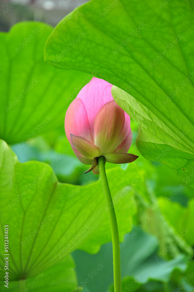 Blossoming lotus flower