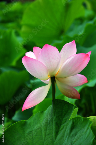 Blossoming lotus flower