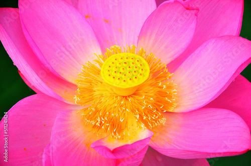 Blossoming lotus flower